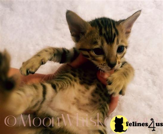 MoonWhiskers Picture 1